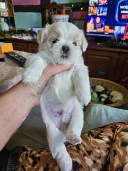 Shi Tzu Mix Welpen vom 18.03.25