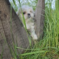 Shi Tzu Mix Welpen vom 18.03.25