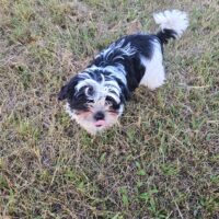 Shi Tzu Mix Welpen vom 18.03.25