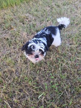 Shi Tzu Mix Welpen vom 18.03.25