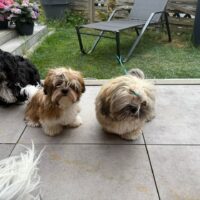 3x Shih Tzu Welpen abzugeben