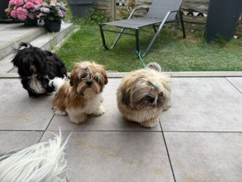 3x Shih Tzu Welpen abzugeben