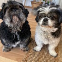 Shih Thu Rüden: Zwuckel und Zwerg suchen ein neues zuhause.