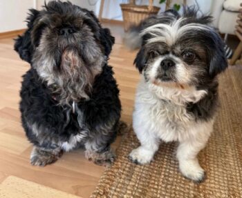 Shih Thu Rüden: Zwuckel und Zwerg suchen ein neues zuhause.