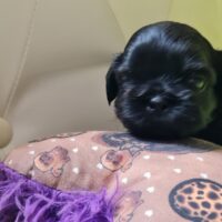 Zauberhafte Shih-Tzu Welpen