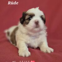 Wunderschöner Shih Tzu Welpen mit Ahnentafelnl
