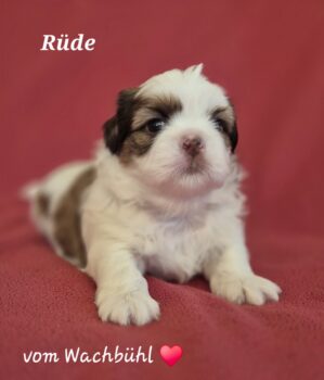 Wunderschöner Shih Tzu Welpen mit Ahnentafelnl