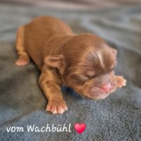 Wunderschöner Shih Tzu Welpen mit Ahnentafelnl