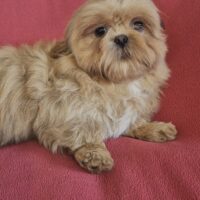 Wunderschöne Shih Tzu Prinzessin mit Ahnentafelnl