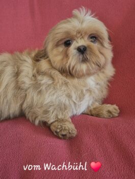 Miniaturansicht für das Anzeigenbild