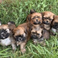 Reinrassige Shih Tzu-Welpen