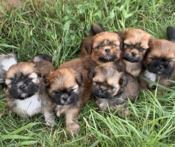 Reinrassige Shih Tzu-Welpen