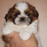 Zwei lustige Shih Tzu Buben