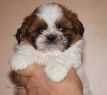 Zwei lustige Shih Tzu Buben
