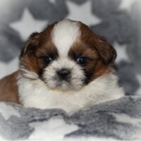 Zwei lustige Shih Tzu Buben