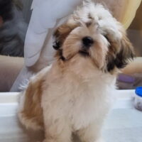 Shih Tzu Welpen aus Vereinszucht noch eine Hündin
