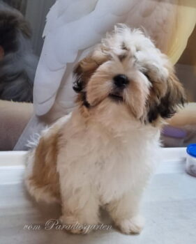Shih Tzu Welpen aus Vereinszucht noch eine Hündin