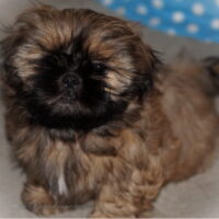Shih Tzu Welpen aus Vereinszucht