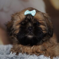 Shih Tzu Welpen aus Vereinszucht