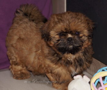 Shih Tzu Welpen