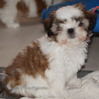 Shih Tzu Welpen