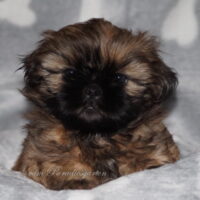 Shih Tzu Welpen aus Vereinszucht