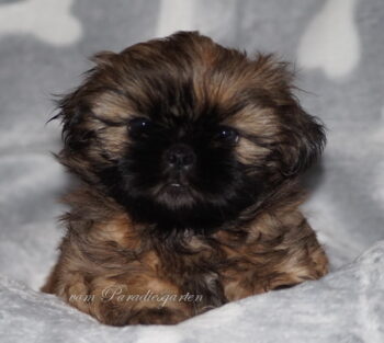 Miniaturansicht für das Anzeigenbild