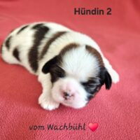 Wunderschöner Shih Tzu Welpen mit Ahnentafelnl