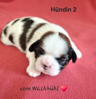 Miniaturansicht für das Anzeigenbild