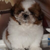 Shih Tzu Welpen