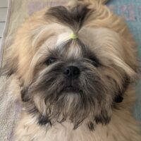 Shih Tzu Welpe, Junge