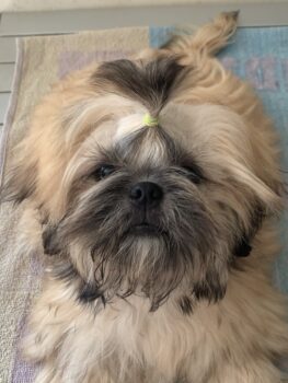 Shih Tzu Welpe, Junge