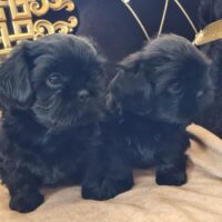 Zauberhafte Shih-Tzu Welpen