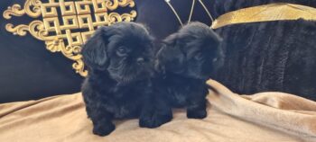 Zauberhafte Shih-Tzu Welpen