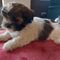 Shih Tzu Welpen