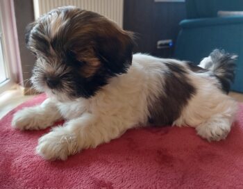 Shih Tzu Welpen