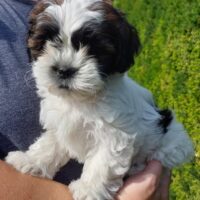 Shih Tzu Welpen