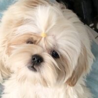 Reinrassige Shih Tzu Welpen, FCI