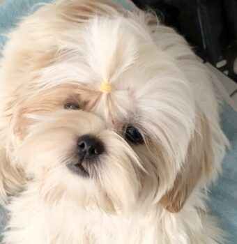Reinrassige Shih Tzu Welpen, FCI