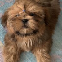 Wunderschöne Shih Tzu Welpen
