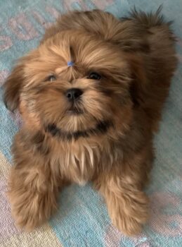 Wunderschöne Shih Tzu Welpen