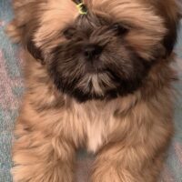 Shih Tzu Welpen