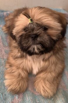 Shih Tzu Welpen