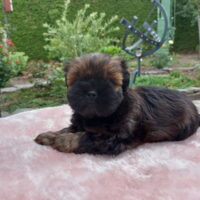 Shih Tzu Welpen