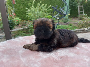 Shih Tzu Welpen