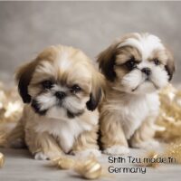 Wir bekommen Anfang August reinrassige Shih Tzu Welpen