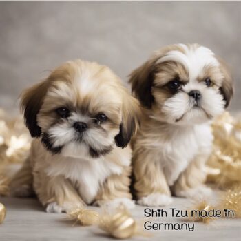Wir bekommen Anfang August reinrassige Shih Tzu Welpen