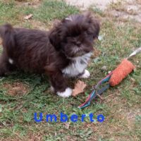 Prachtvolle Shih Tzu Welpen