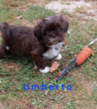 Prachtvolle Shih Tzu Welpen