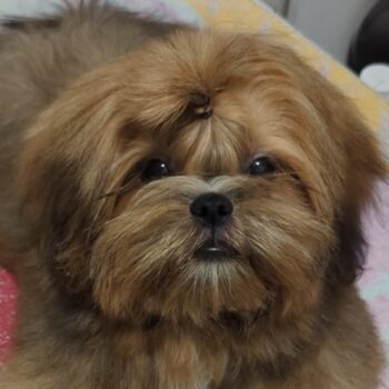 Reinrassige Shih Tzu Welpen